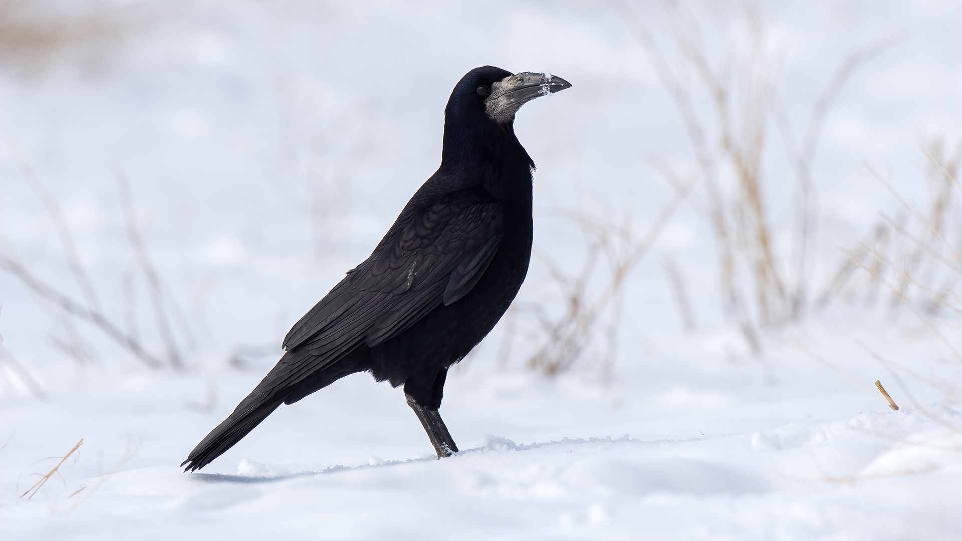 Rook